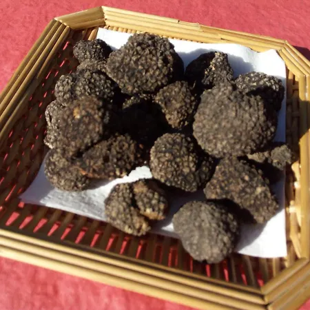 Rosa - Fogliani Giano dellʼUmbria